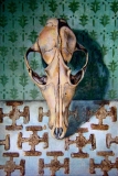 Small Fox Skull | Oil On Board | SOLD